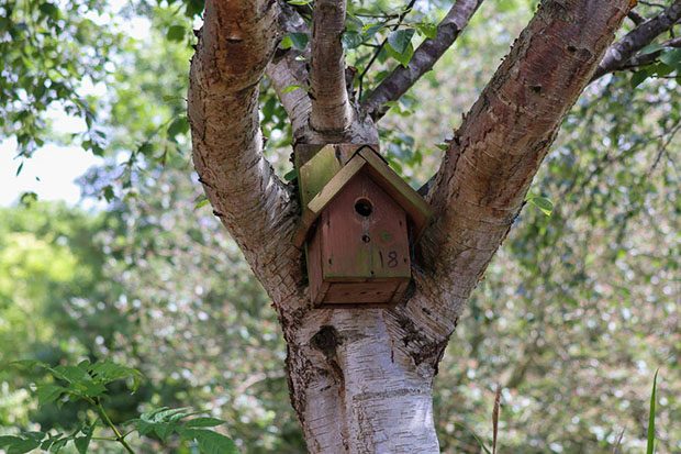 Image of nesting box in Peel Park grounds