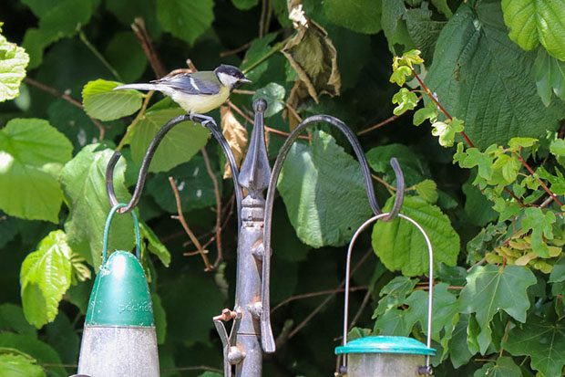 Image of bird feeding station in Peel Park grounds